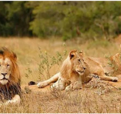 Una familia de leones es envenenada y descuartizada y son usados en rituales