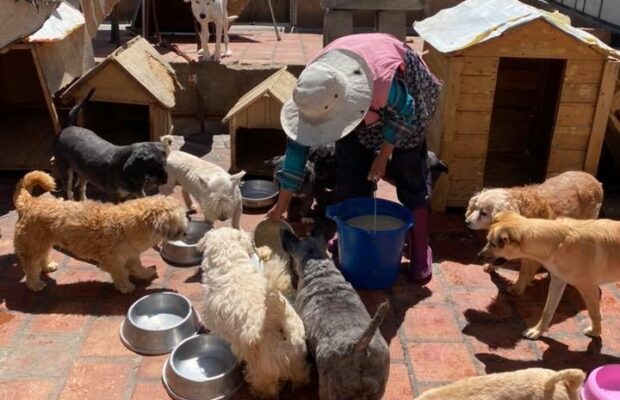 Arequipa: campaña para vacunar a 6.700 canes