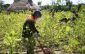 Puno: Alertan sobre erradicar cultivos de hoja de coca